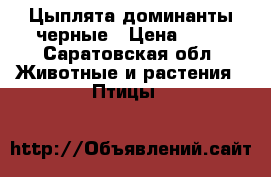 Цыплята доминанты черные › Цена ­ 90 - Саратовская обл. Животные и растения » Птицы   